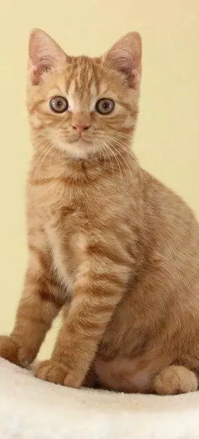 orange-weiß gestreifte Britisch-Kurzhaar-Katze