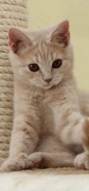 süße weiße Britisch Kurzhaar Katze