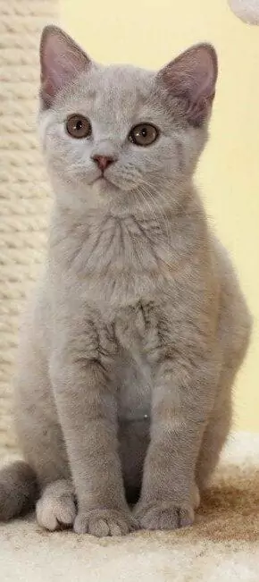 süße graue Britisch Kurzhaar Katze