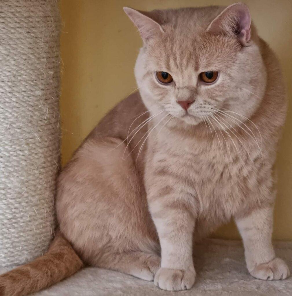 Britisch-Kurzhaar Katze kaufen; Orange-weiß gestreift