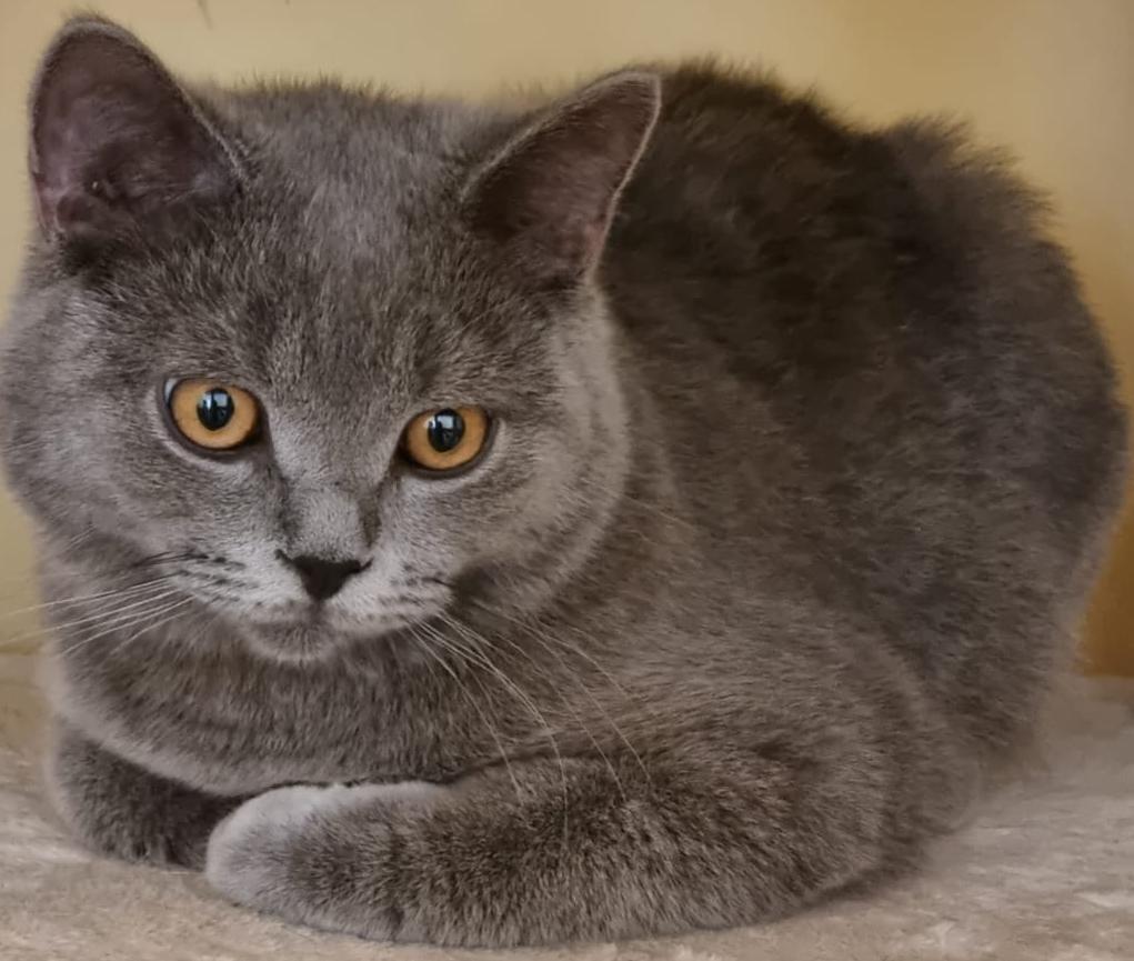 Britisch-Kurzhaar Katze kaufen: grau mit orangenen Augen