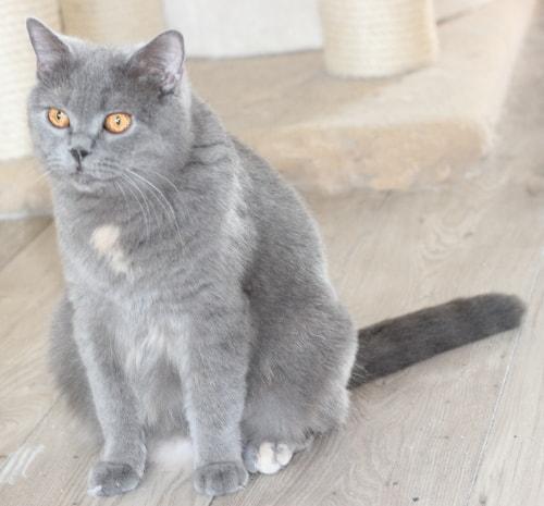 Katze kaufen: grau mit weißer Brust