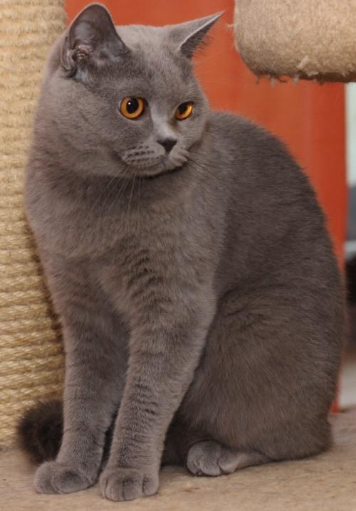 graue gepflegte Katze mit orangenen Augen