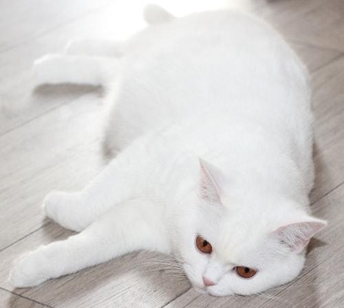Britisch-Kurzhaar Katze kaufen: schneeweiß und liegend