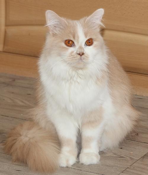 weiß-baige Katze mit orangenen Augen