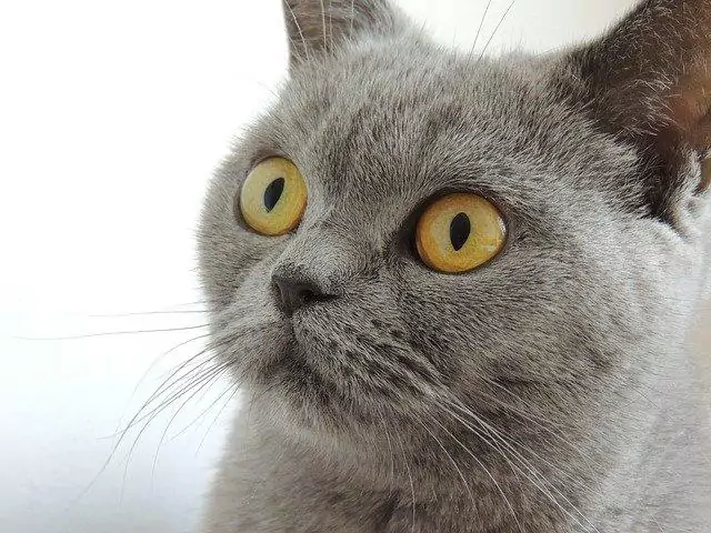BKH-Katze graues fell orangene Augen