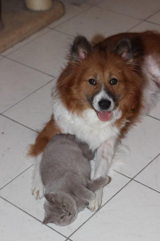 BKH-Katze und Hund