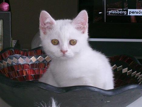 weißes BKH-Kitten
