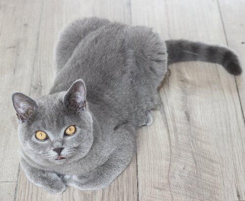 BKH-Kitten mit grauem Fell