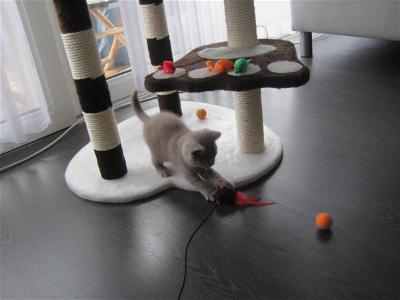 BKH-Kitten spielt am katzenbaum