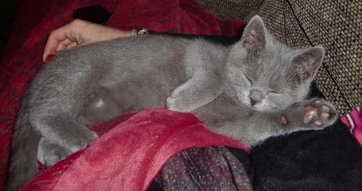 schlafendes BKH Kitten graues Fell