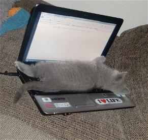 BKH Kitten schläft auf Laptop